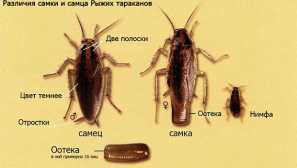 Червенокоси хлебарки: как да се отървете от паразитите